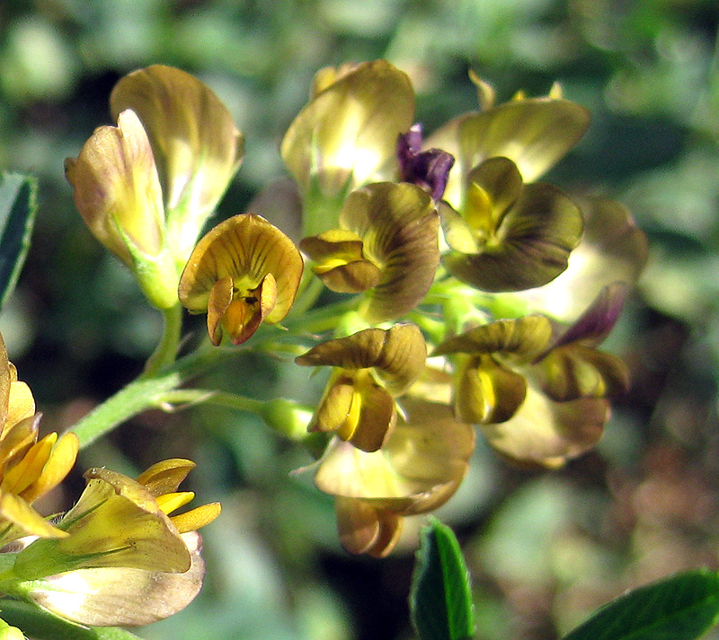 Image of Medicago &times; varia specimen.