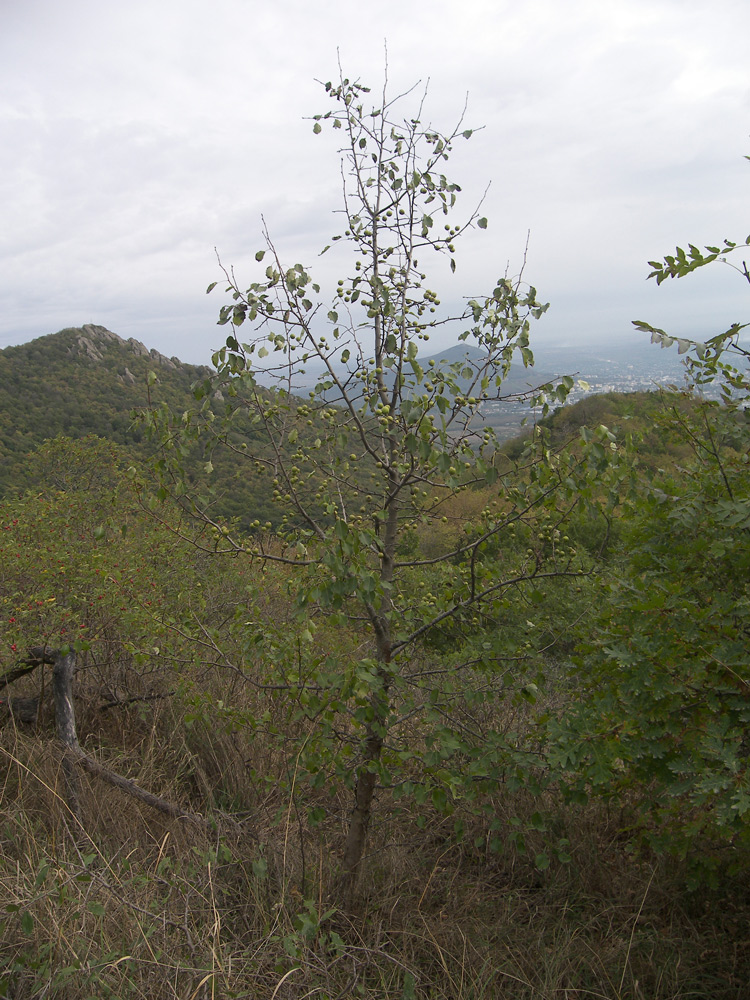 Изображение особи Pyrus caucasica.