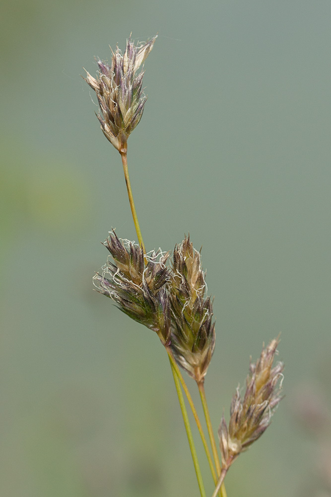 Image of Sesleria caerulea specimen.