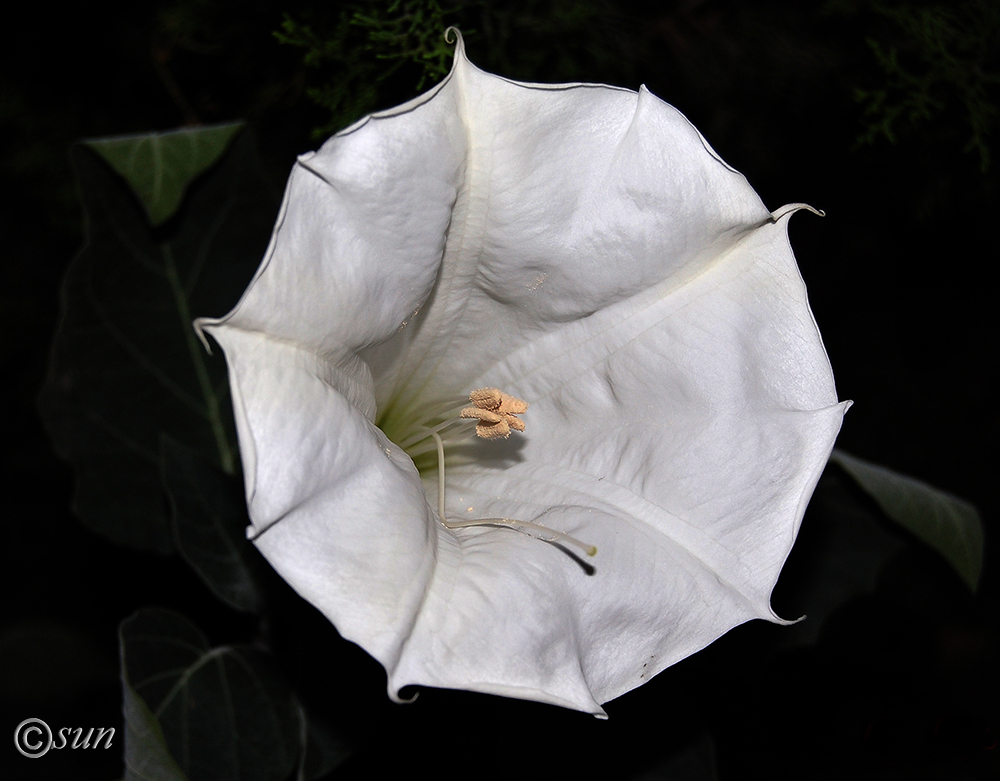 Image of Datura innoxia specimen.