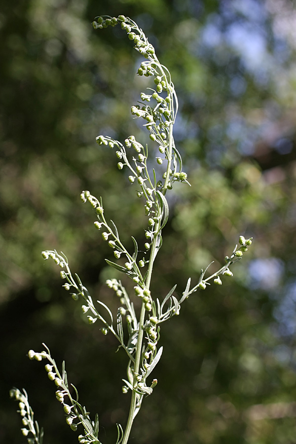 Изображение особи Artemisia absinthium.