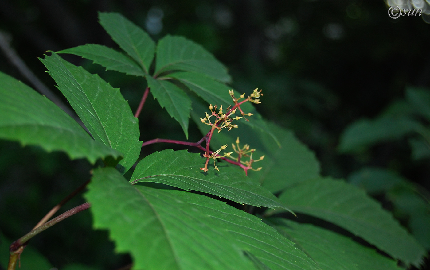 Image of Parthenocissus quinquefolia specimen.