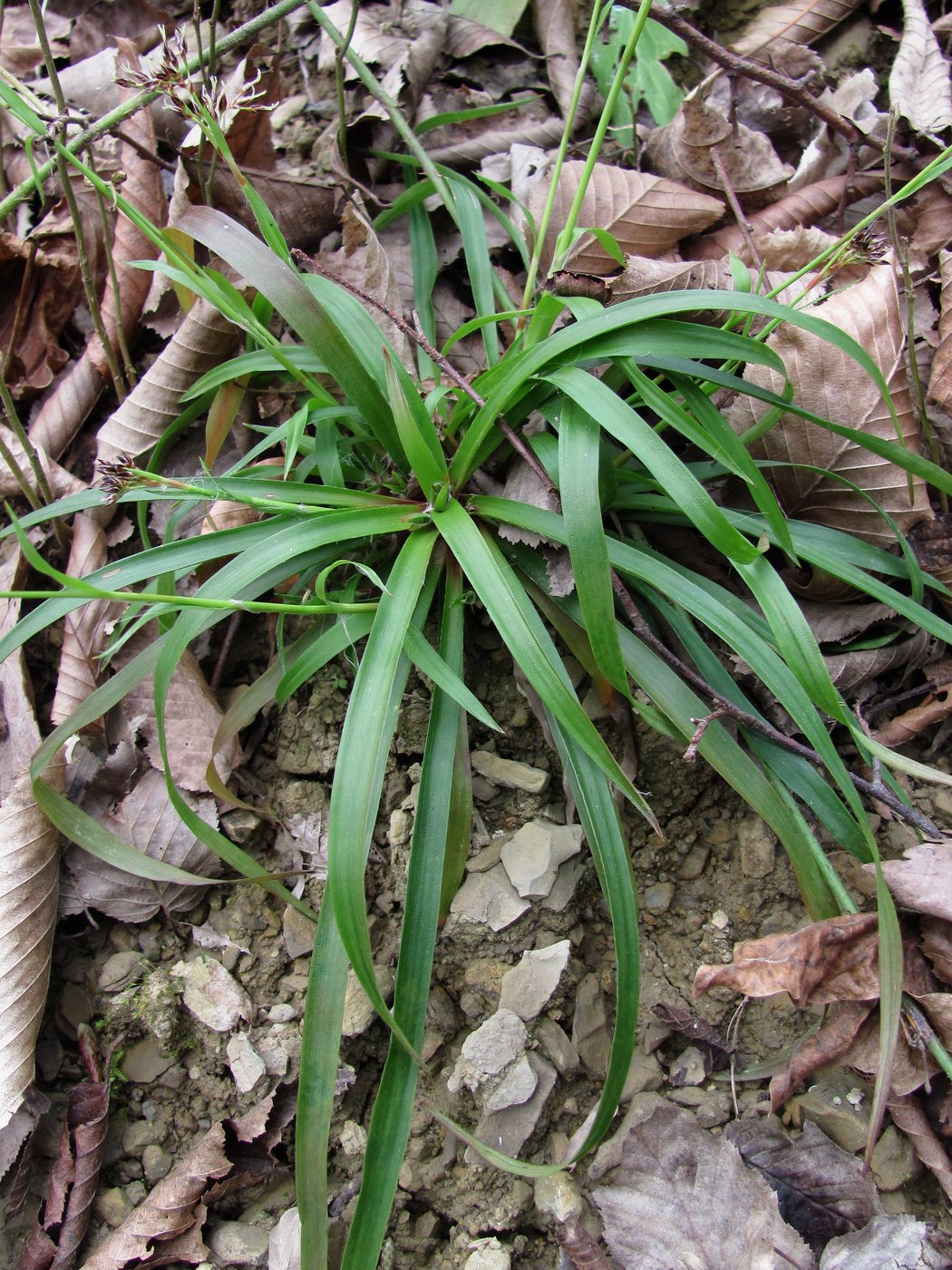 Image of Luzula forsteri specimen.