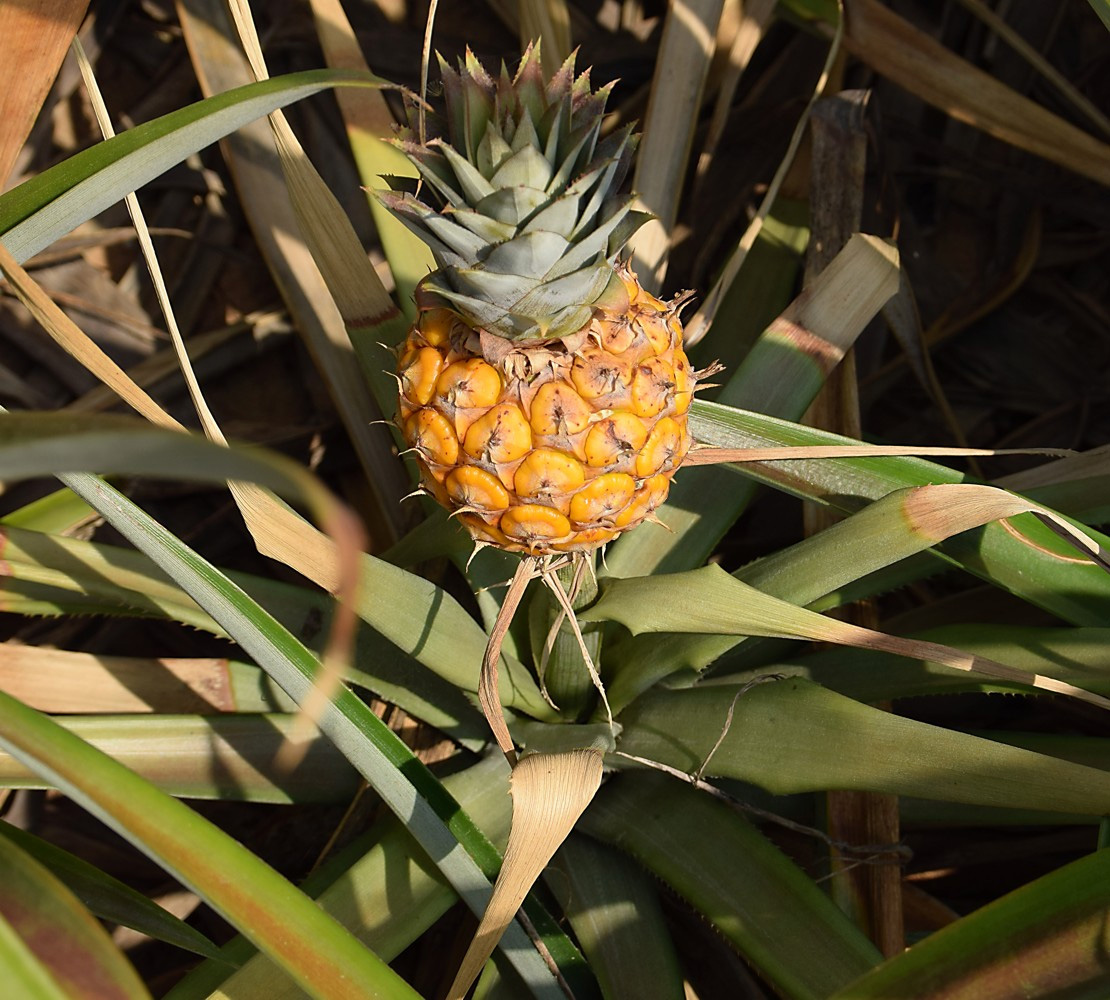 Image of Ananas comosus specimen.