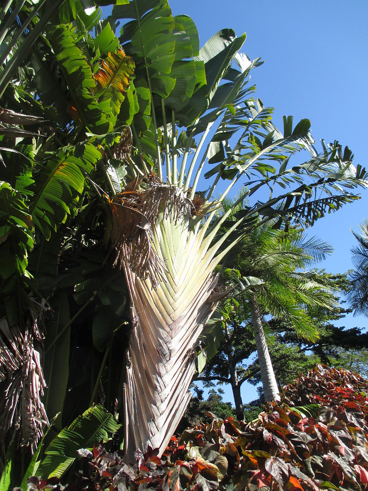 Изображение особи Ravenala madagascariensis.