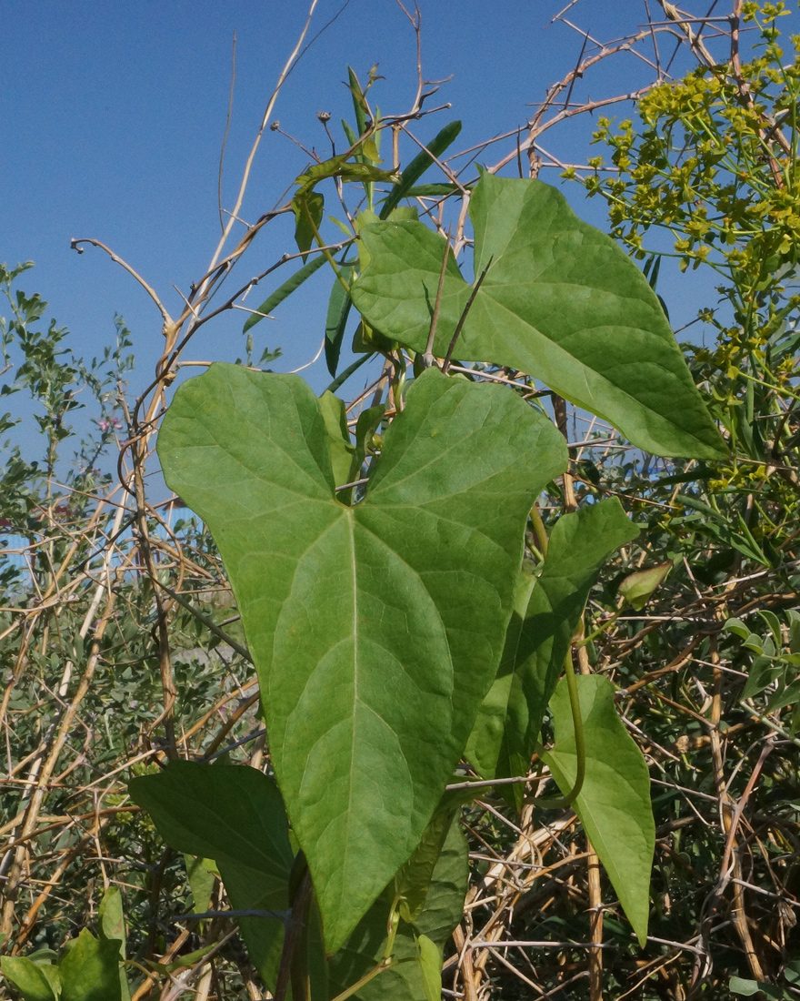 Image of Calystegia sepium specimen.