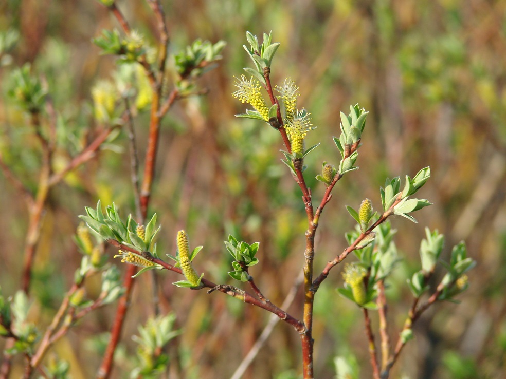 Image of genus Salix specimen.