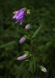 Campanula trachelium. Верхушка цветущего растения. Пермский край, Суксунский р-н, с. Ключи, подножие тенистого западного склона хвойного леса. 18.07.2015.