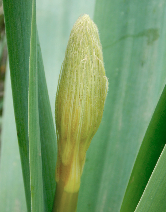 Image of Eremurus spectabilis specimen.