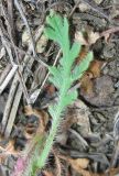 Papaver stevenianum