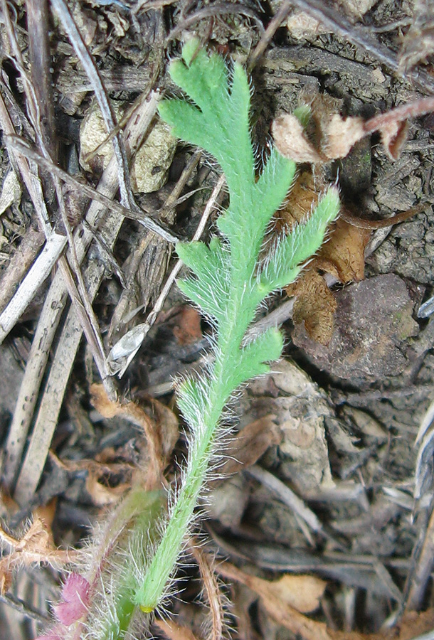 Image of Papaver stevenianum specimen.