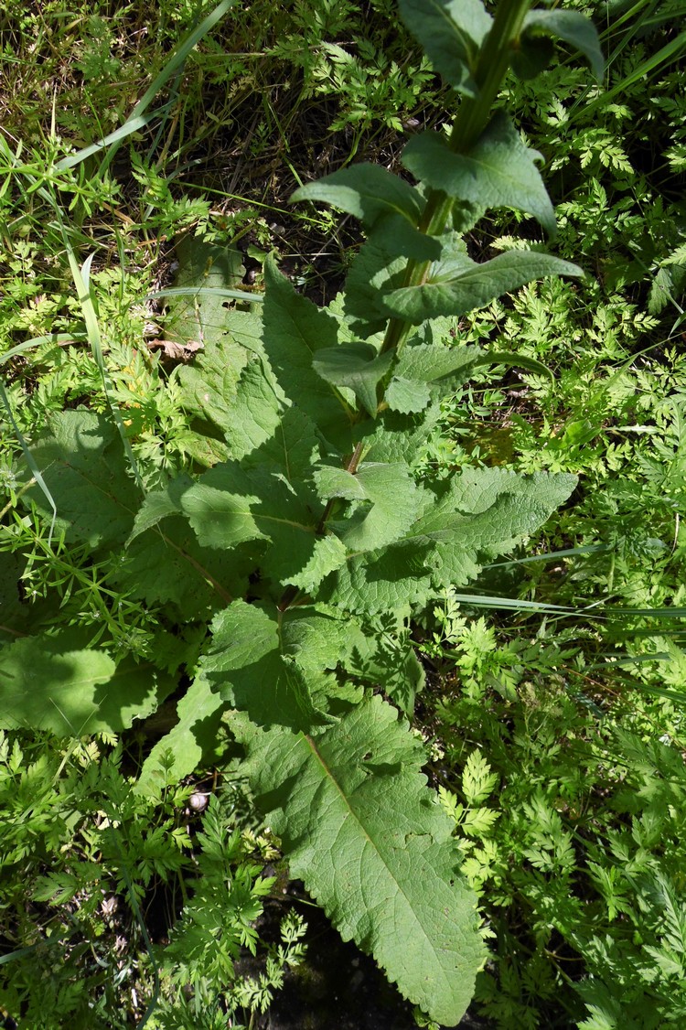 Изображение особи Verbascum pyramidatum.