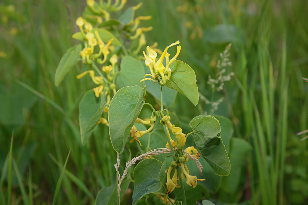 Image of Aristolochia clematitis specimen.