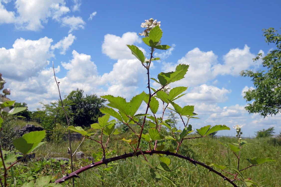 Изображение особи Rubus sanctus.