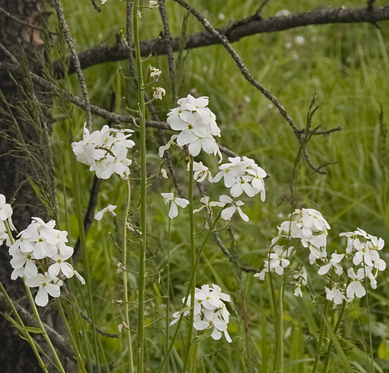 Image of Hesperis sibirica ssp. pseudonivea specimen.