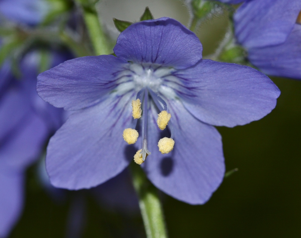 Image of Polemonium schmidtii specimen.