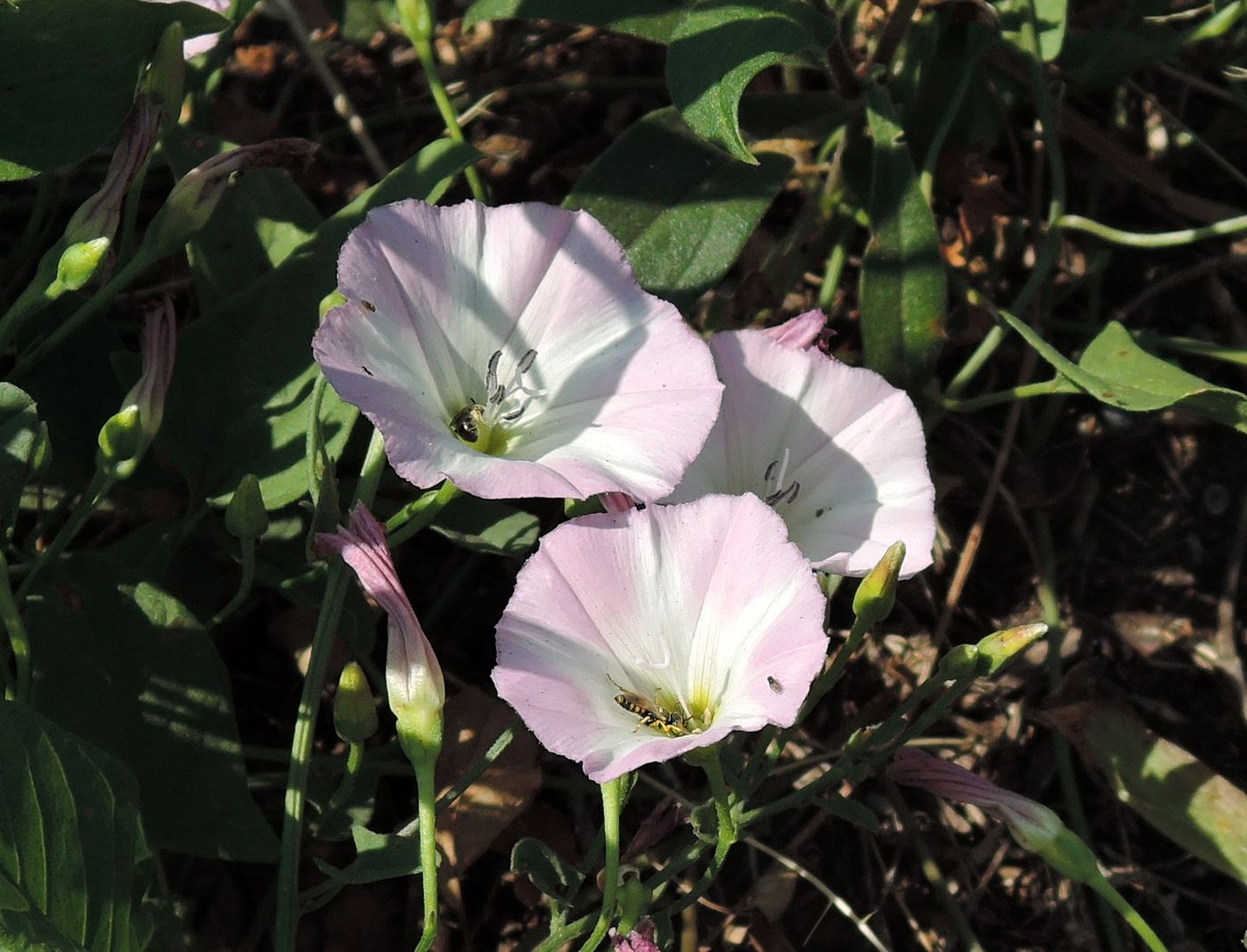 Image of Convolvulus arvensis specimen.