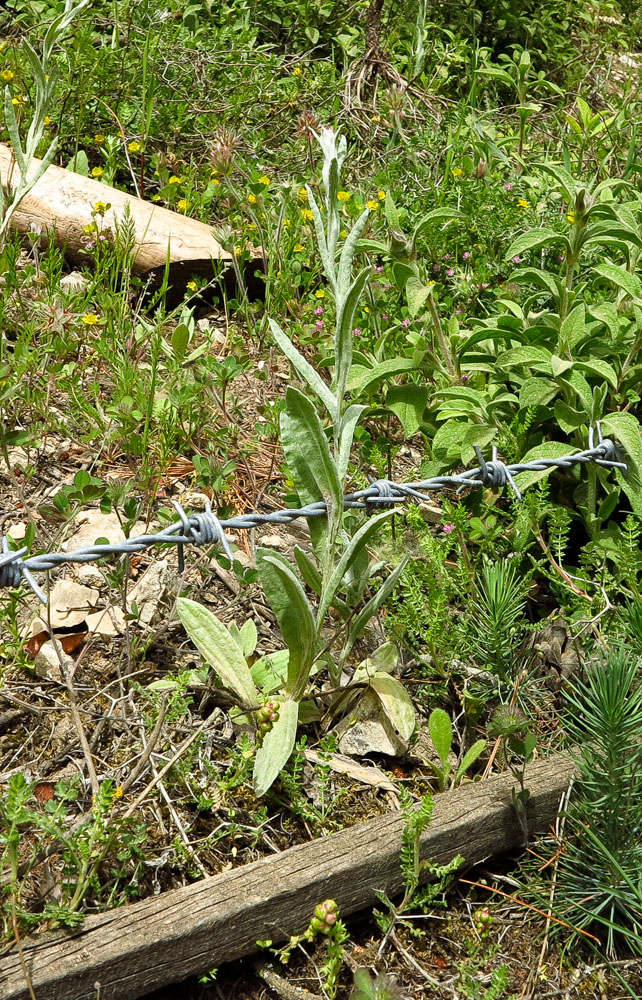 Image of Helichrysum sanguineum specimen.