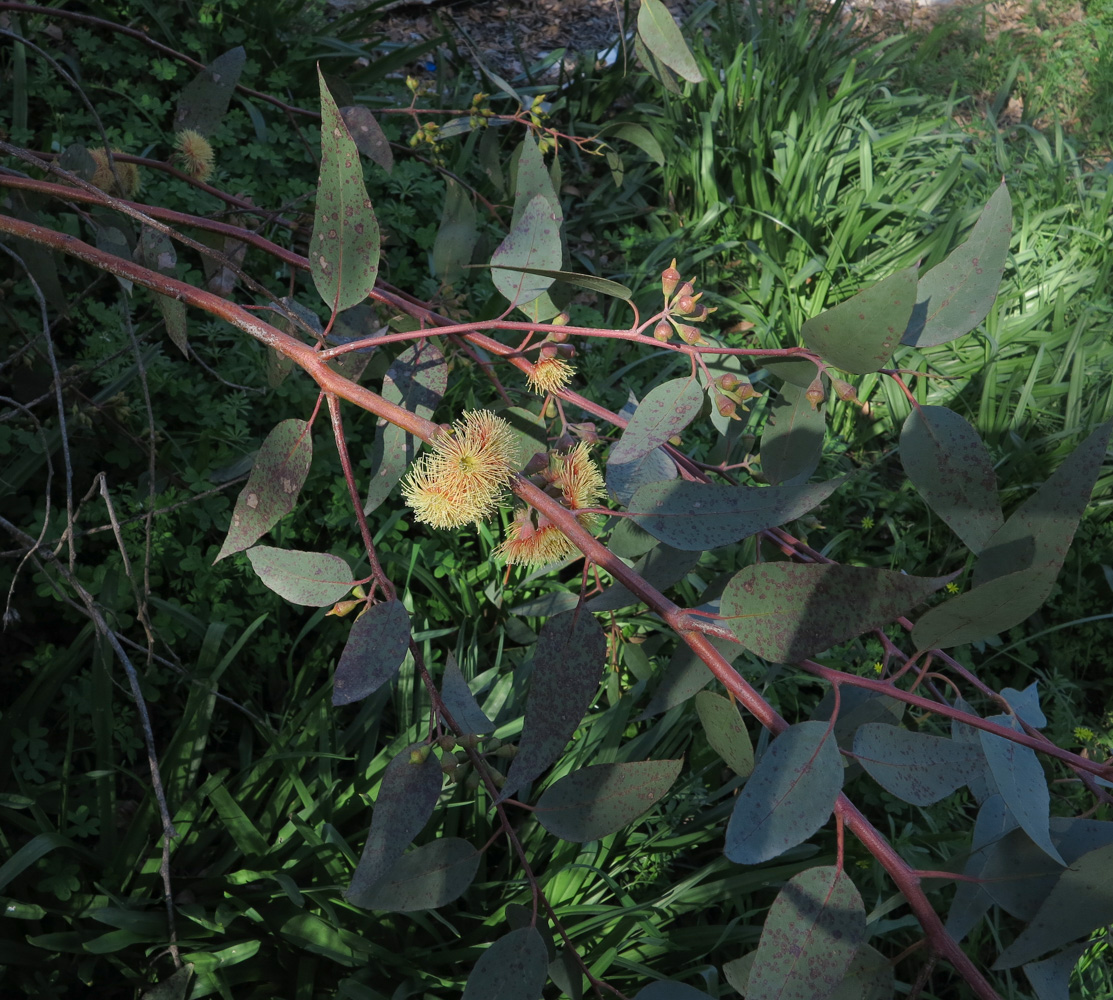 Image of genus Eucalyptus specimen.