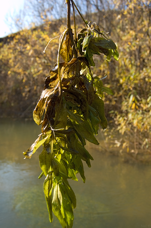 Image of Veronica anagallis-aquatica specimen.