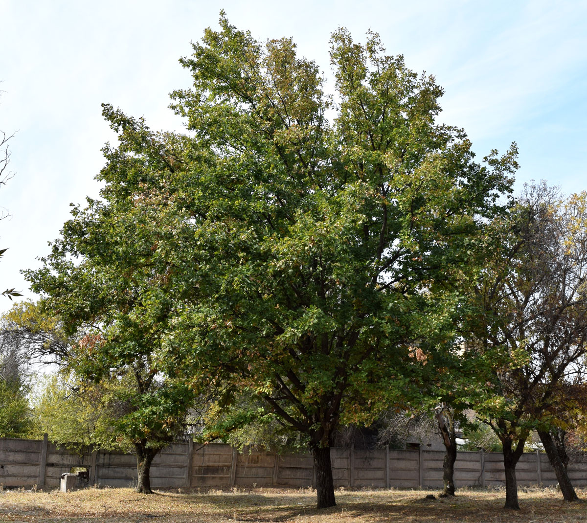 Image of Quercus robur specimen.