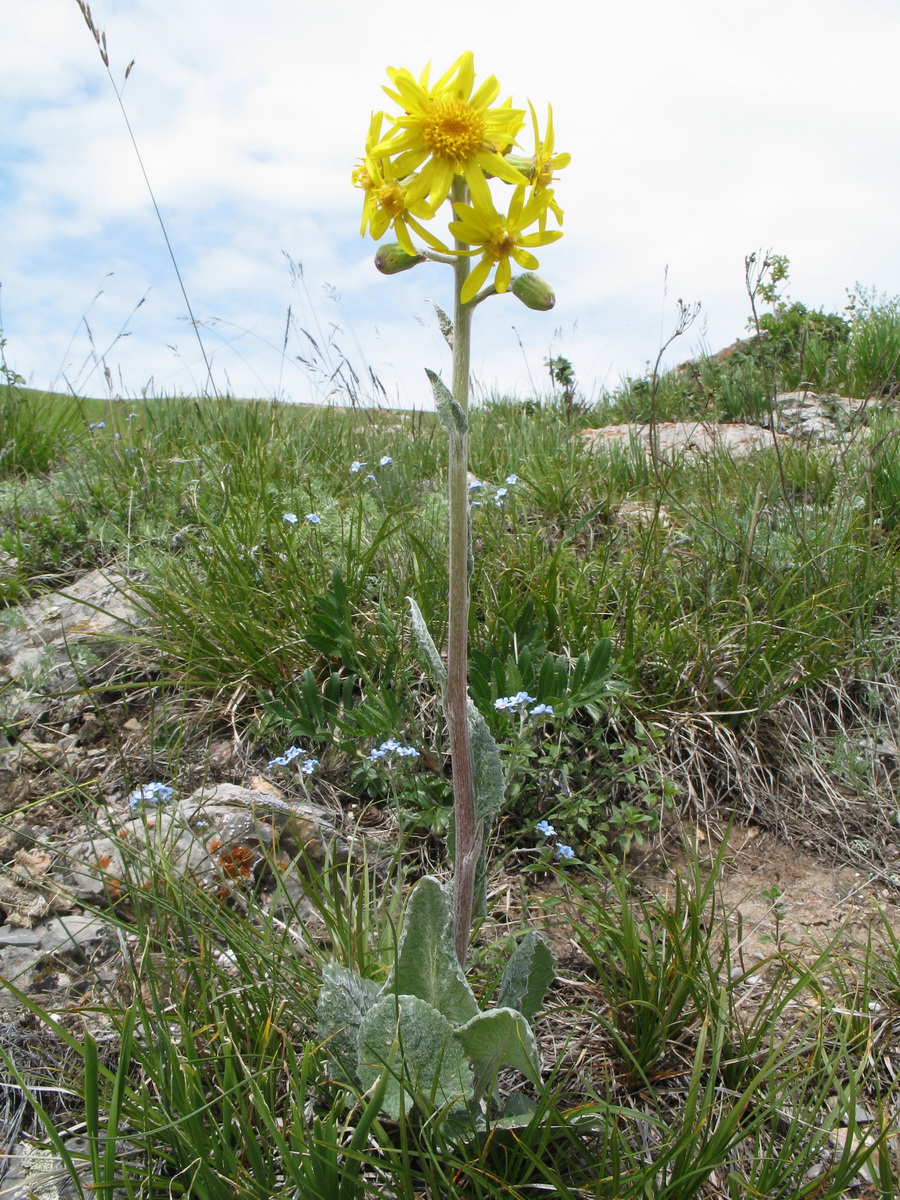 Image of Ligularia narynensis specimen.