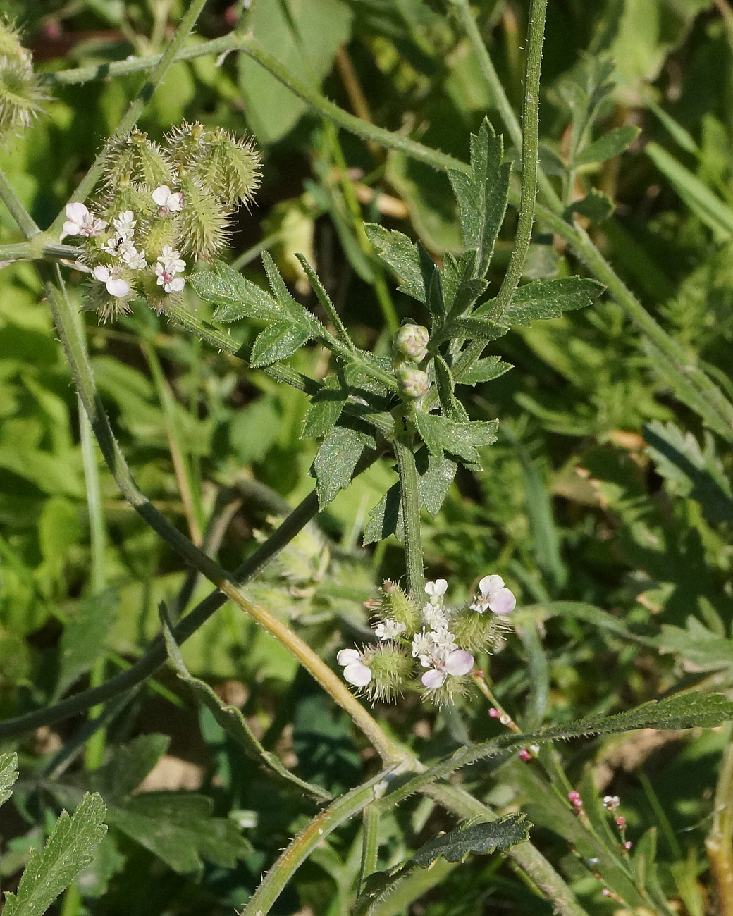 Image of Turgenia latifolia specimen.