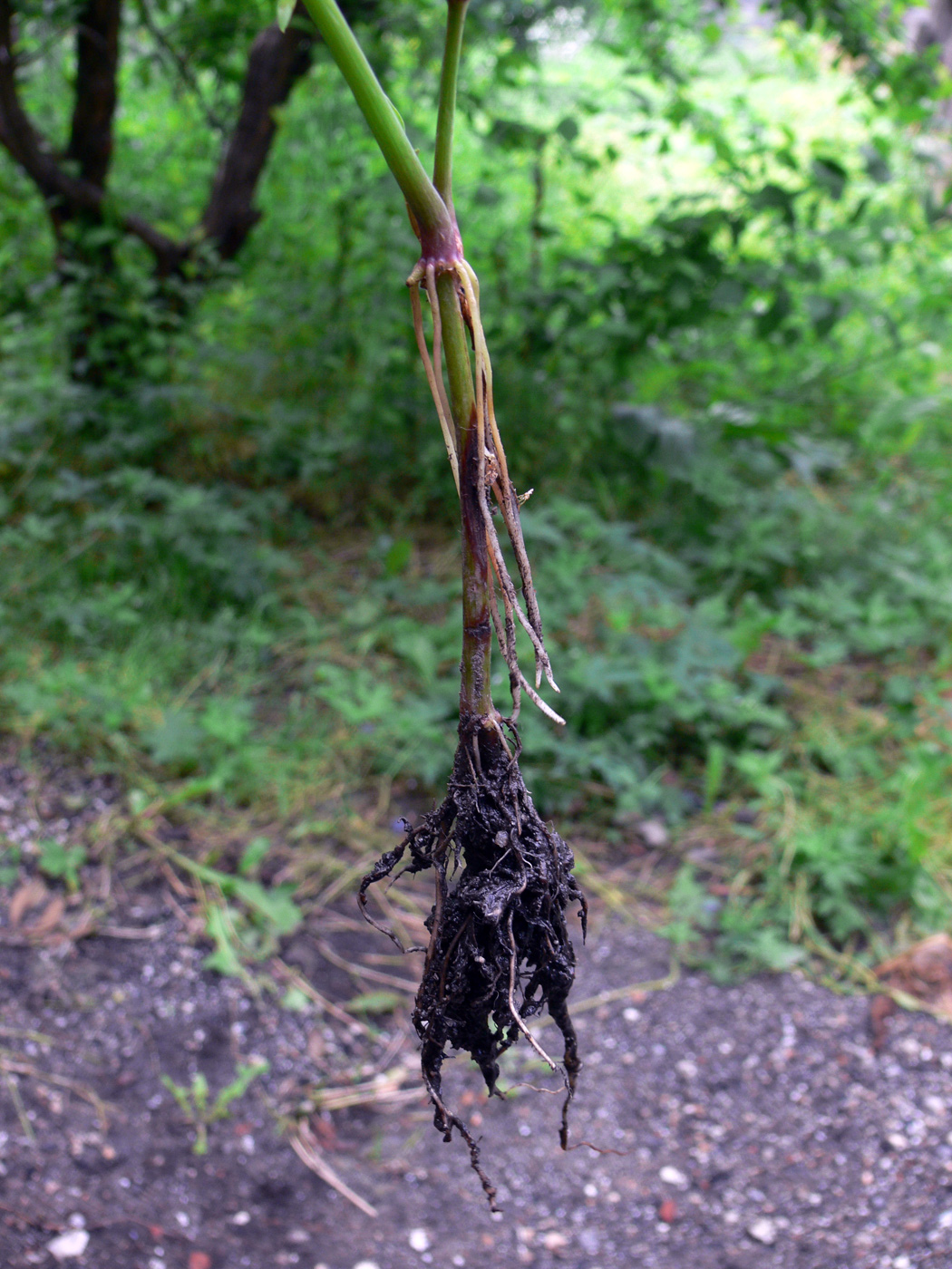 Image of Commelina communis specimen.