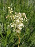 Filipendula vulgaris