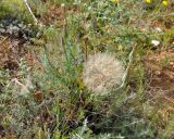 Tragopogon dubius. Плодоносящее растение. Крым, окр. Балаклавы, осыпающийся сухой склон. 06.06.2016.
