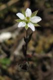 Minuartia hybrida. Цветок. ФРГ, земля Северный Рейн-Вестфалия, р-н Ойскирхен, окр. г. Бад-Мюнстерайфель, скальное обнажение у вершины холма. 29 мая 2010 г.