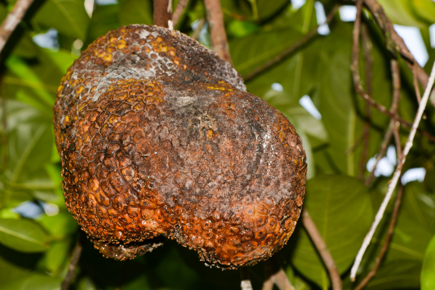 Image of Artocarpus heterophyllus specimen.