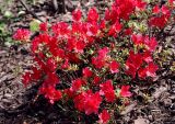 Rhododendron nakaharae