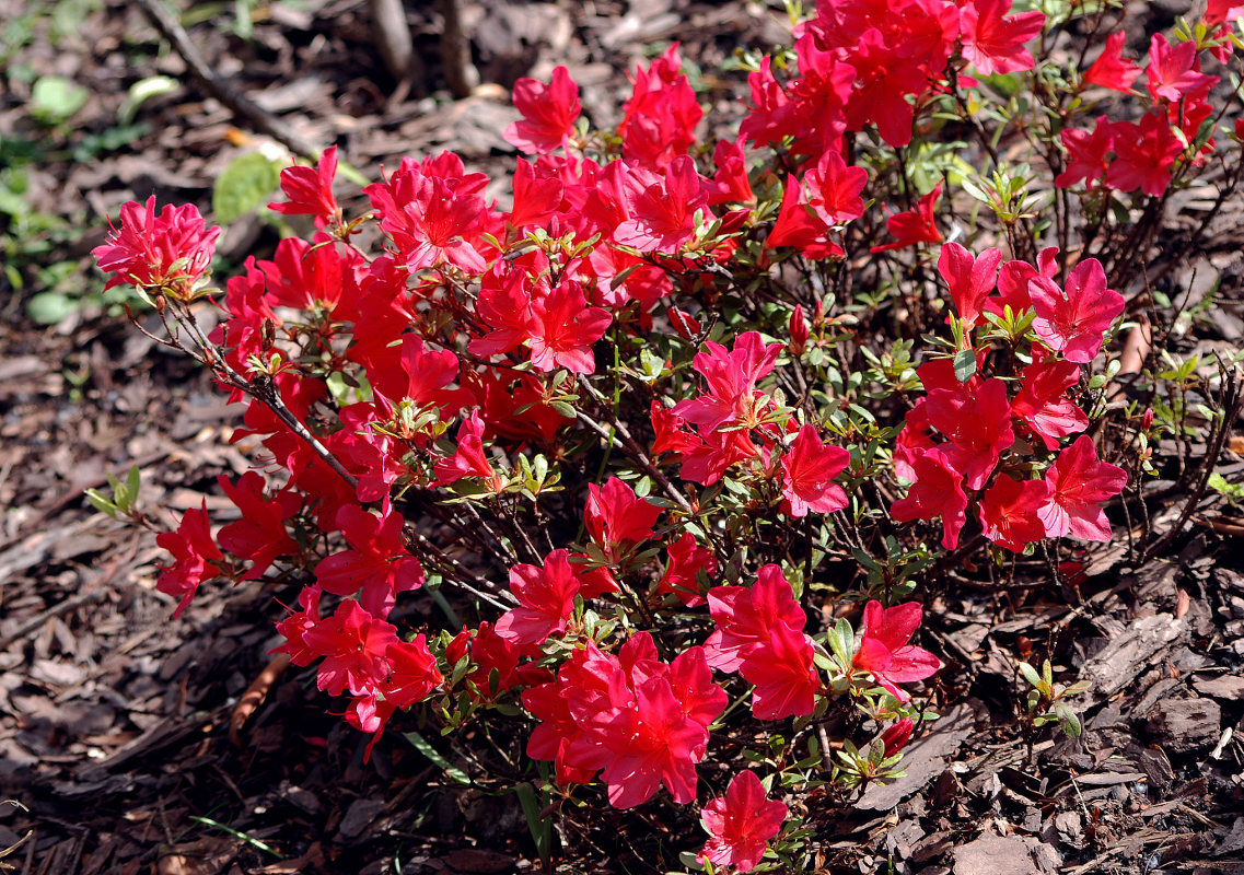 Image of Rhododendron nakaharae specimen.