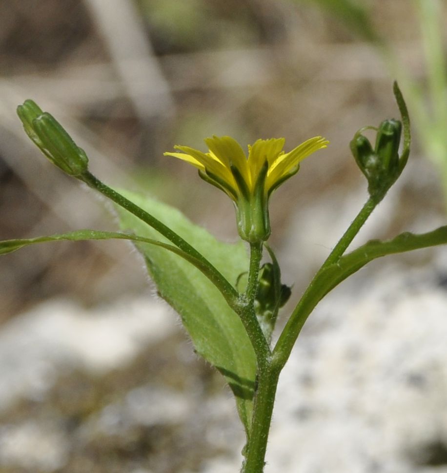 Image of Rhagadiolus stellatus specimen.