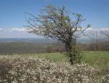 Malus orientalis. Зацветающее старое дерево среди зарослей цветущей Prunus stepposa. Краснодарский край, м/о г. Новороссийск, вершина горы Рябкова, злаково-разнотравный луг с кустарниками и одиноко стоящими деревьями, выс. ≈ 520 м н.у.м. 16.04.2017.