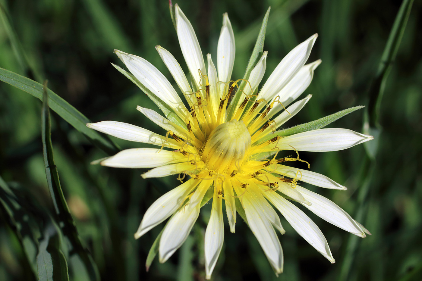 Image of Tragopogon graminifolius specimen.