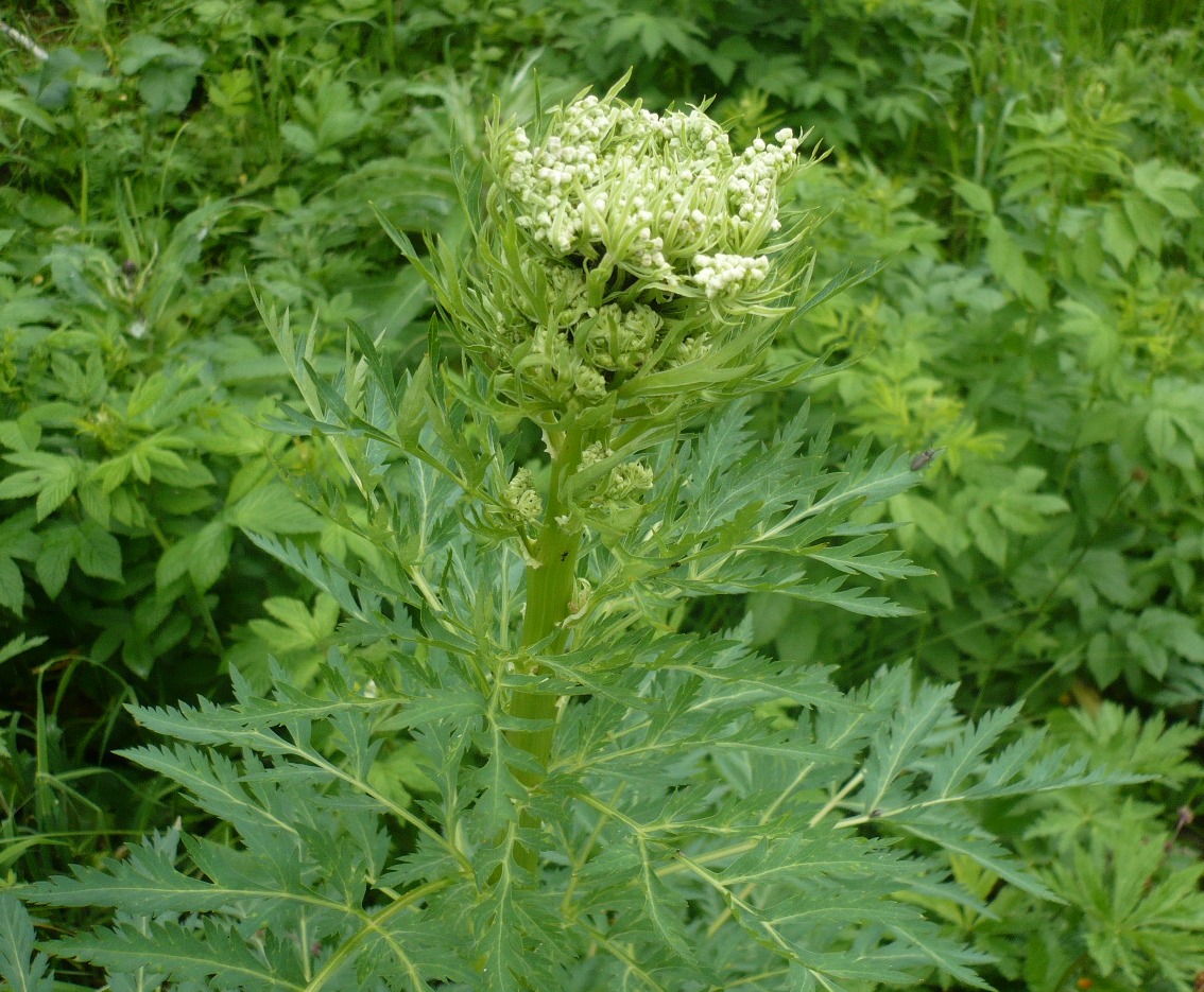 Изображение особи Pleurospermum uralense.