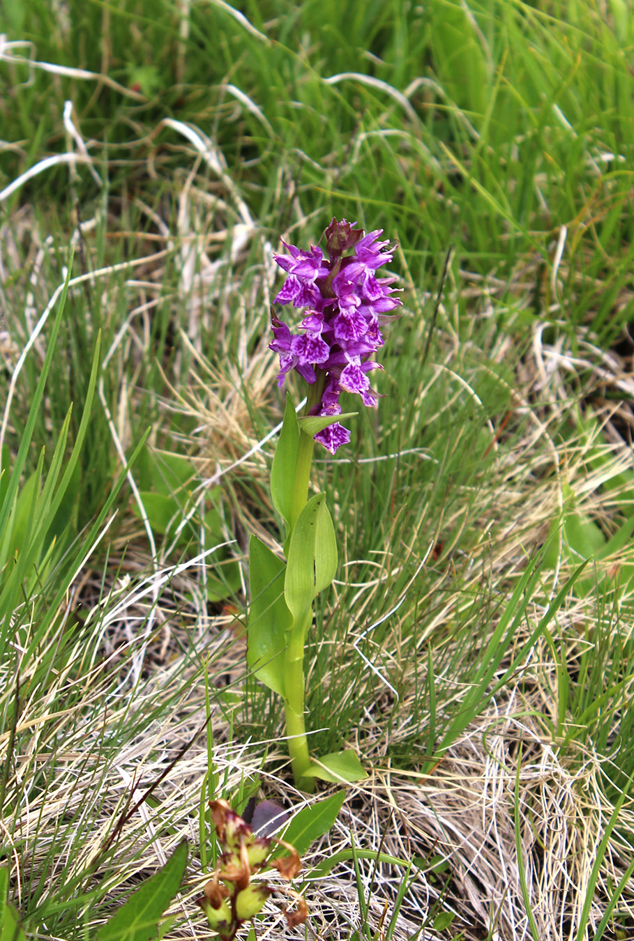 Image of Dactylorhiza euxina specimen.