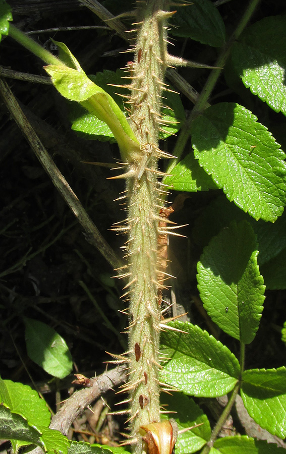 Image of Rosa rugosa specimen.