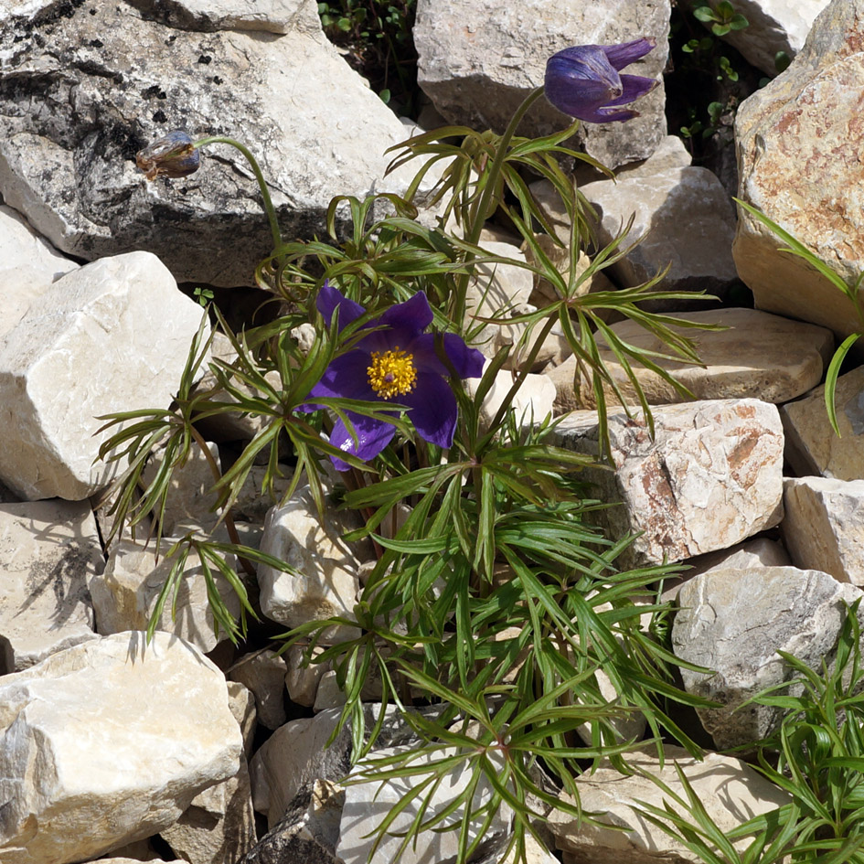 Изображение особи Pulsatilla multifida.