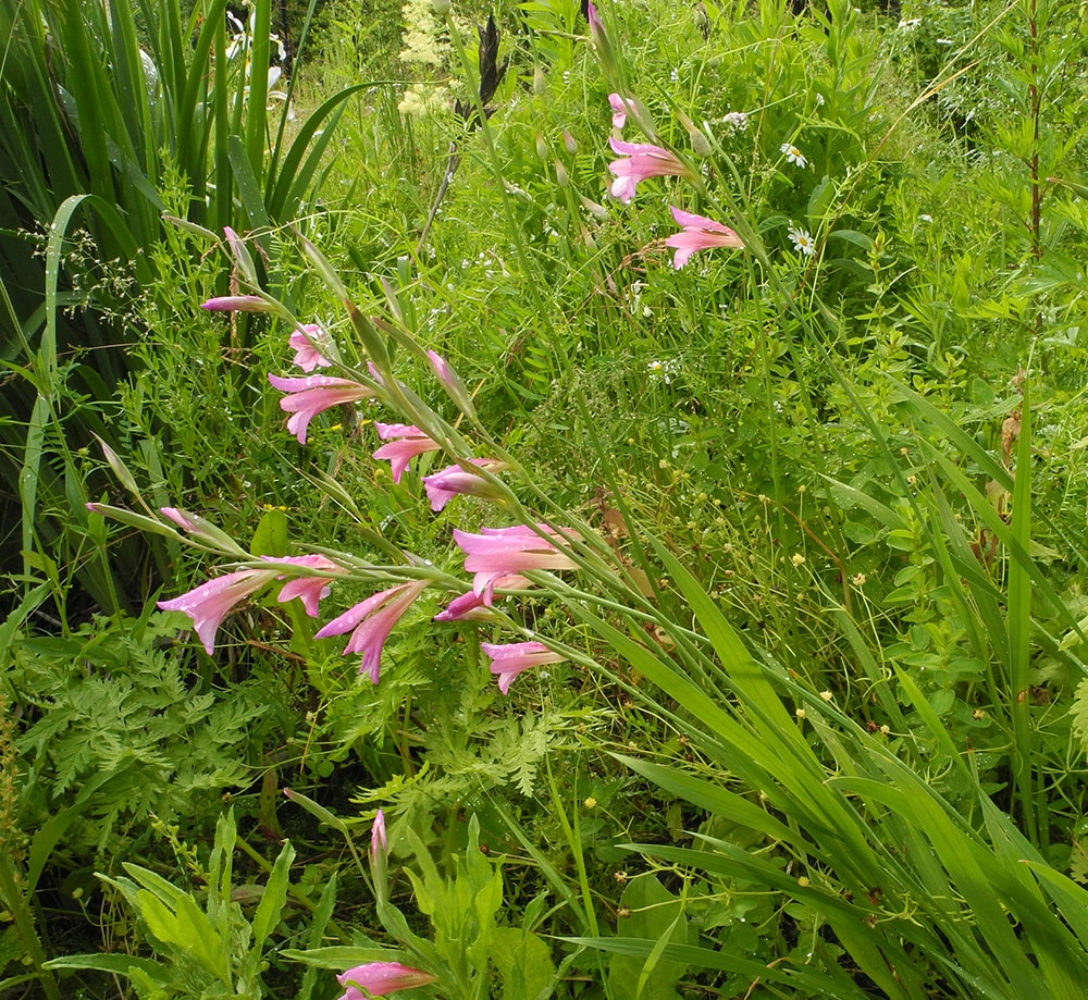 Image of Gladiolus italicus specimen.