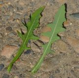 Sonchus arvensis subspecies uliginosus. Листья. Восточный Казахстан, г. Усть-Каменогорск, правый берег р. Иртыш, луг. 12.07.2017.