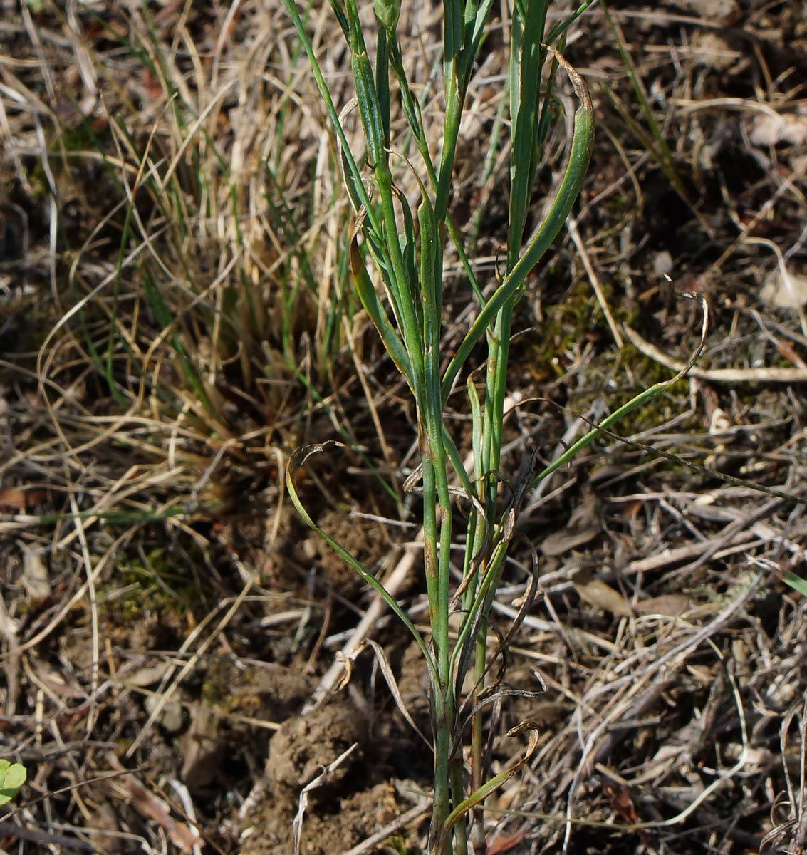 Изображение особи Dianthus ramosissimus.