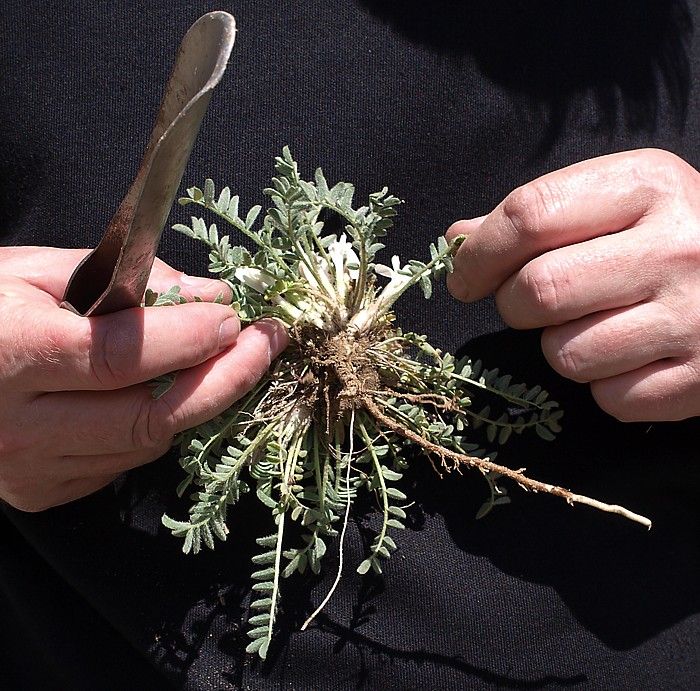 Изображение особи Astragalus humilis.