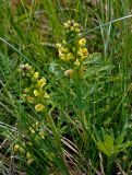 Pedicularis kaufmannii