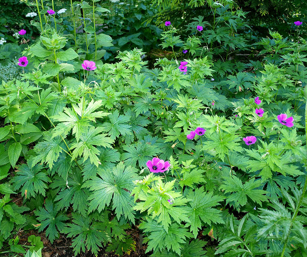 Image of Geranium psilostemon specimen.