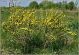 Chamaecytisus ruthenicus