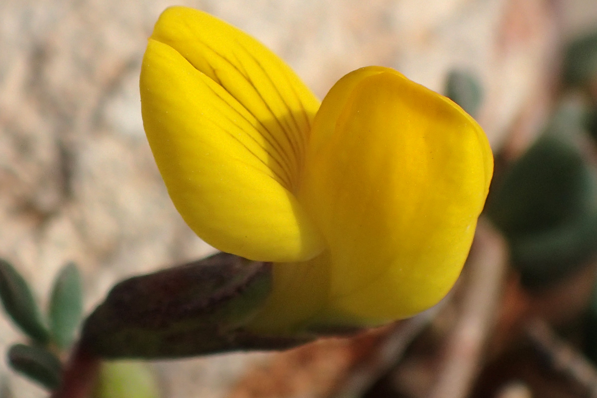 Image of Lotus halophilus specimen.