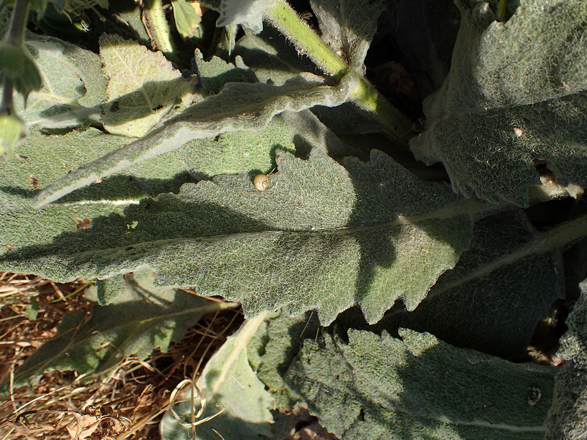 Image of Salvia argentea specimen.